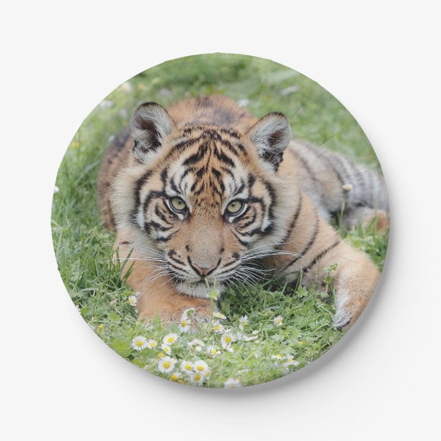 Foto Tiger, Tiere 0276. Pappteller (Vorderseite)