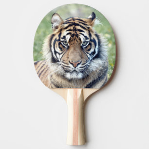 Foto Tiger, Tiere 0291. Tischtennis Schläger