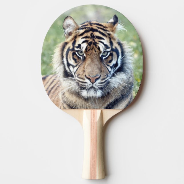 Foto Tiger, Tiere 0291. Tischtennis Schläger (Vorderseite)
