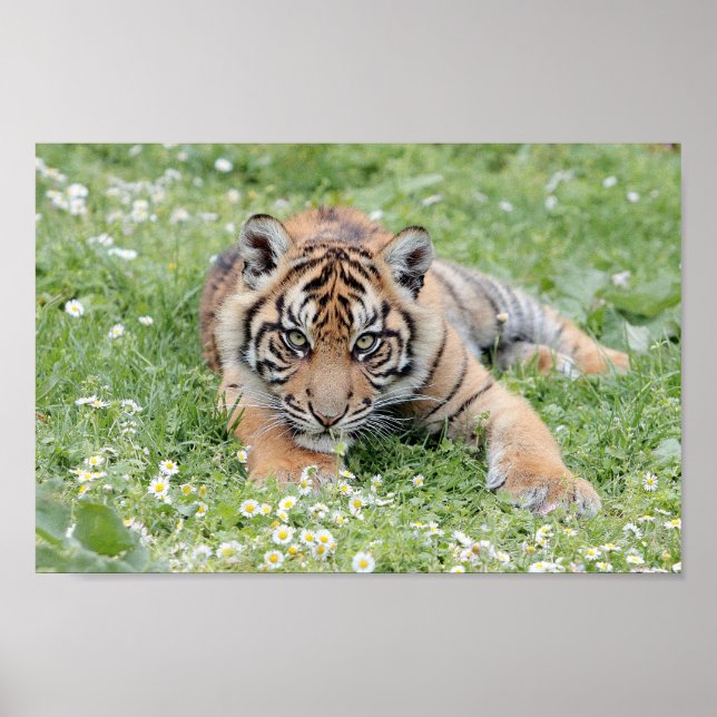Foto Tiger, Tiere 0300. Poster (Vorne)