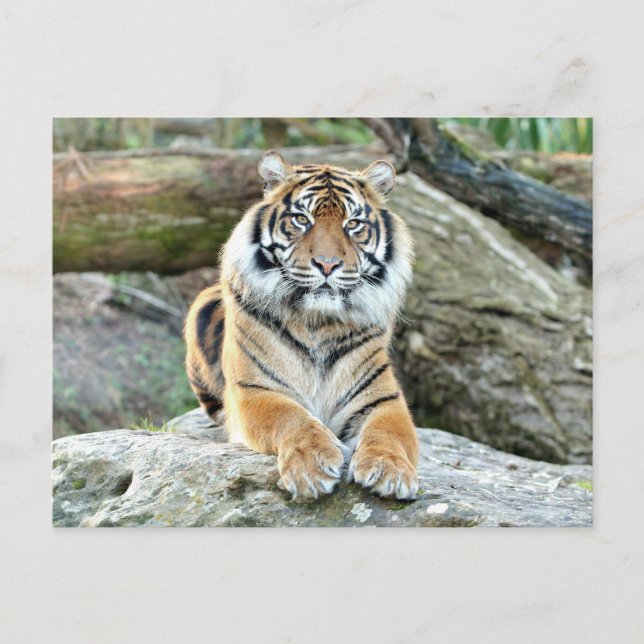 Foto Tiger , Tiere auf der Postkarte (Vorderseite)