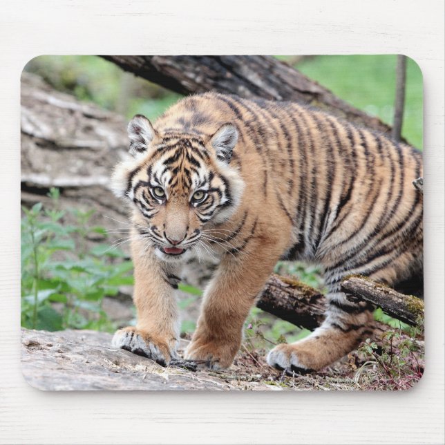 Foto Tigerkatzen Mousepad (Vorne)