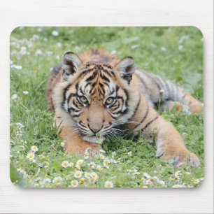 Foto Tigerkatzen Mousepad
