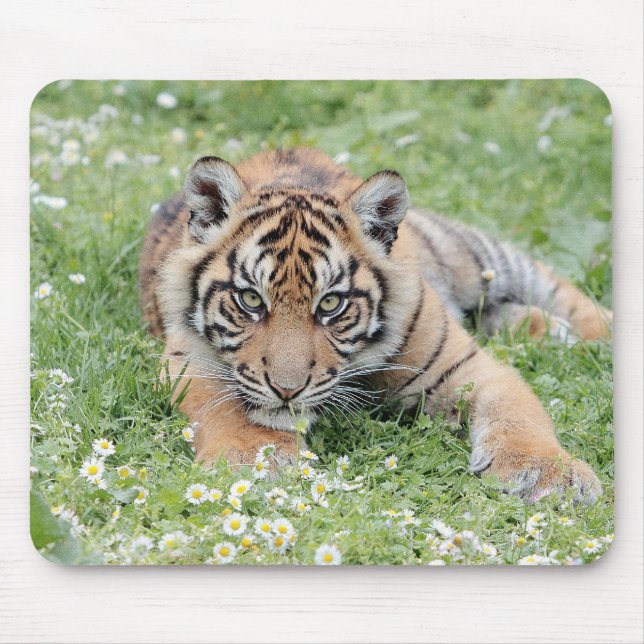 Foto Tigerkatzen Mousepad (Vorne)