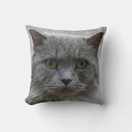 Foto traurige erwachsene graue Katze, seltene Rass Kissen