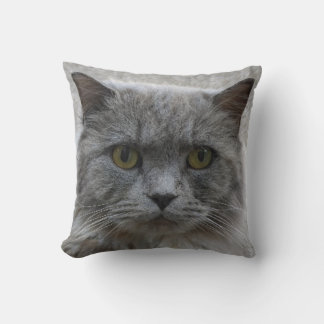 Foto traurige erwachsene graue Katze, seltene Rass Kissen