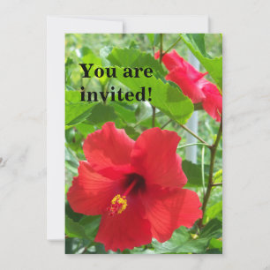 Foto tropischer Hibiskus Blume auf einem Einladung