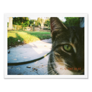 Foto unbenannte getigerte Katze "Skater"