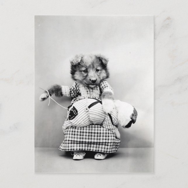 Foto Vintag Chien Postkarte (Vorderseite)