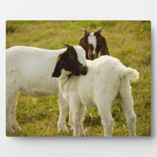 Foto von Boerziegen auf grüner Weide Fotoplatte