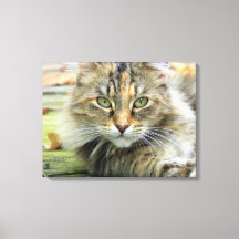 Foto von braunen, langhaarigen Barnkatzen Wrapped 