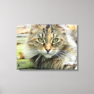Foto von braunen, langhaarigen Barnkatzen Wrapped  Leinwanddruck