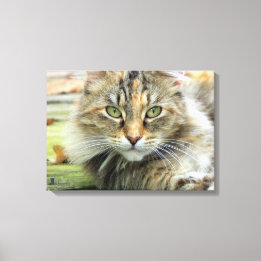 Foto von braunen, langhaarigen Barnkatzen Wrapped Leinwanddruck