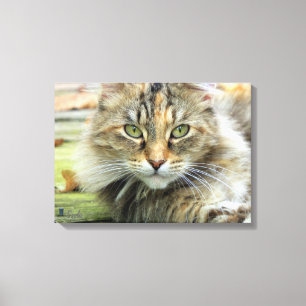 Foto von brauner langhaariger Scheunenkatze auf Le Leinwanddruck