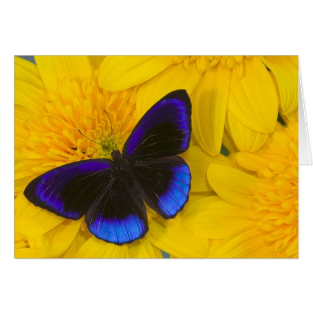 Foto von Butterfly (Vorderseite (Horizontal))