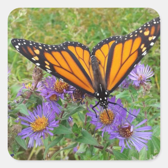 Foto von Butterfly auf Cornblumen Quadratischer Aufkleber (Vorderseite)