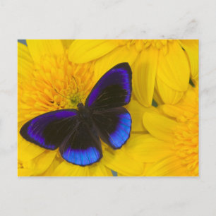 Foto von Butterfly Postkarte