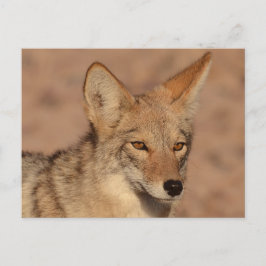 Foto von Coyote in Nevada Postkarte