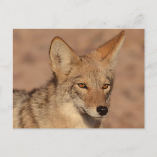 Foto von Coyote in Nevada Postkarte