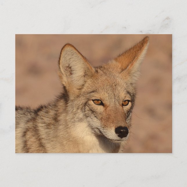 Foto von Coyote in Nevada Postkarte (Vorderseite)