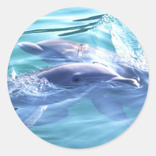 Foto von Delfinen Runder Aufkleber