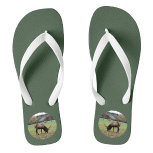 Foto von männlichen Elchgeweihen beim Grasen auf e Flip Flops