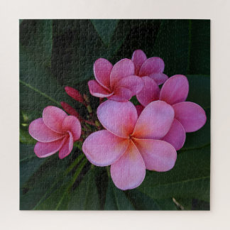 Foto von rosa Plumeria hawaiianische Blume