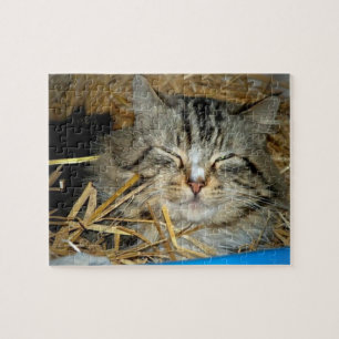 Foto von schlafender Katze