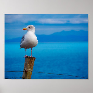 Foto von Seagull-Vogel stehend Poster