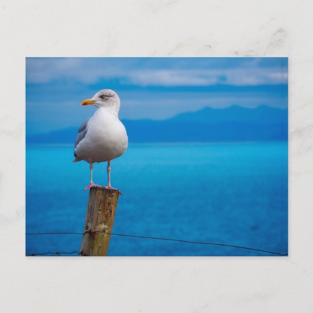 Foto von Seagull-Vogel stehend Postkarte (Vorderseite)