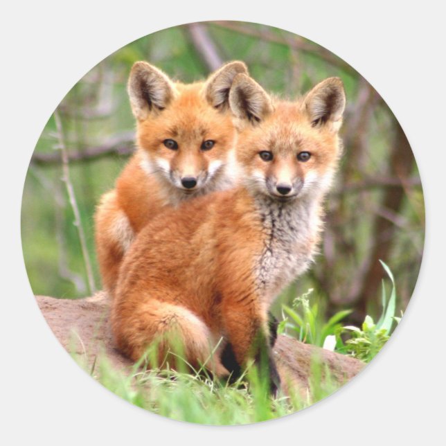 Foto von zauberhaften Rotfuchskästen, die zusammen Runder Aufkleber (Vorderseite)