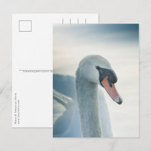 Foto Weiße Schwäne Postkarte