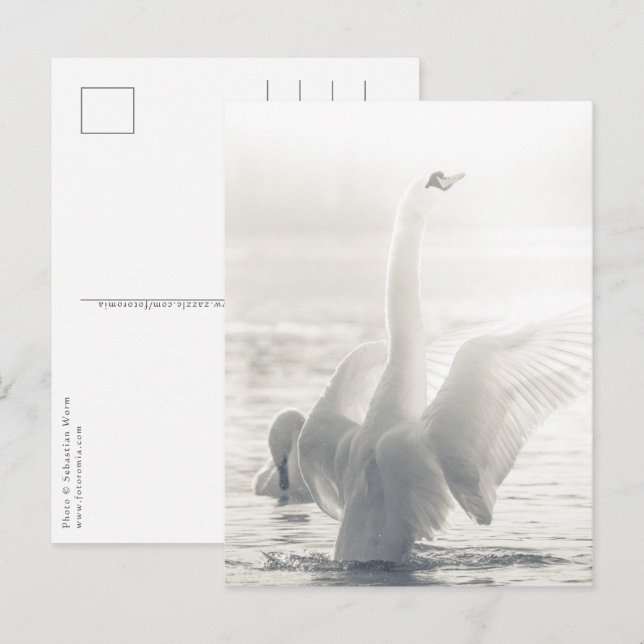 Foto Weiße Schwäne Postkarte (Vorne/Hinten)