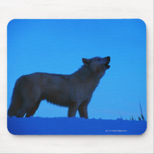 Foto, weißer Wolf, der nachts, Farbe, hoch heult Mousepad