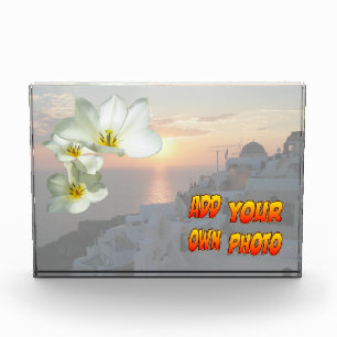 Foto "White Sunny Tulip Blume"