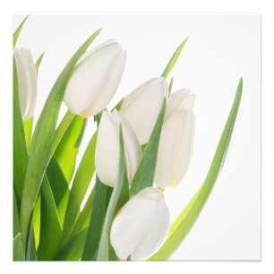 Foto "White Tulips"