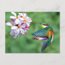 Foto Wildlife Colorful Biene Eater
