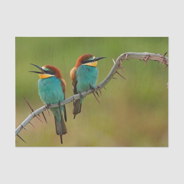 Foto Wildlife Colorful Biene Eater Seidenpapier (Vorderseite)