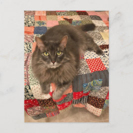 Foto "Willow Cat Sitting" Postkarte