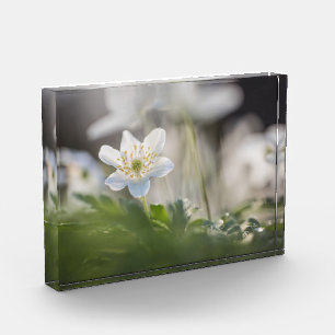 Foto Windblume