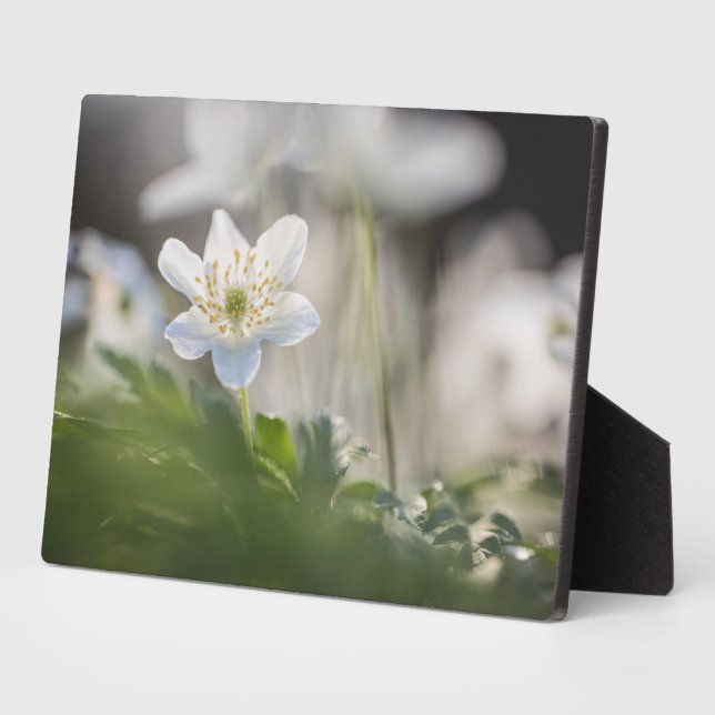 Foto Windblume Fotoplatte (Seite)