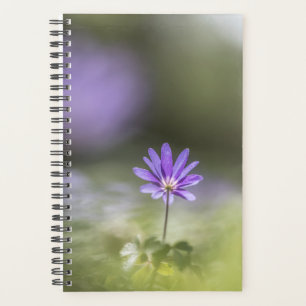 Foto Windblume Planer