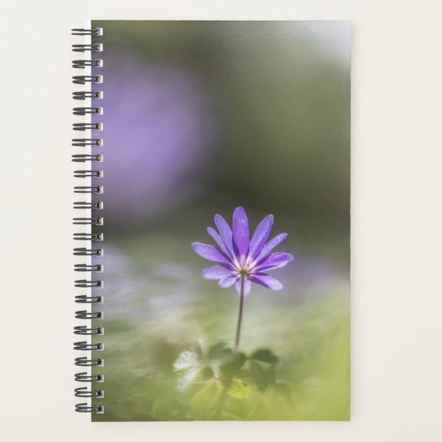 Foto Windblume Planer (Vorderseite)
