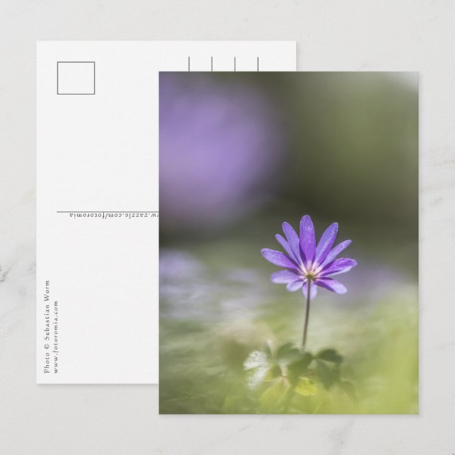 Foto Windblume Postkarte (Vorne/Hinten)