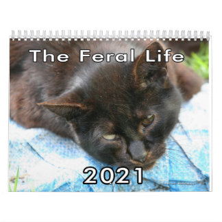 Foto zum Leben von Wildkatzen Kalender