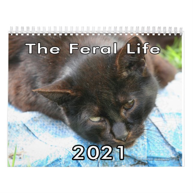 Foto zum Leben von Wildkatzen Kalender (Titelbild)