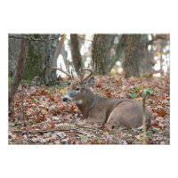 Foto zum Zurücksetzen von Buck Deer