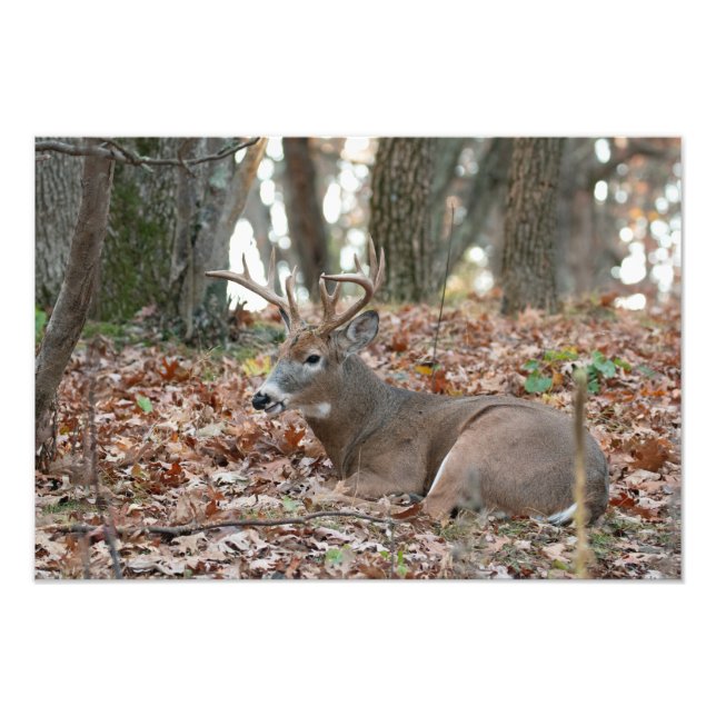 Foto zum Zurücksetzen von Buck Deer (Vorne)