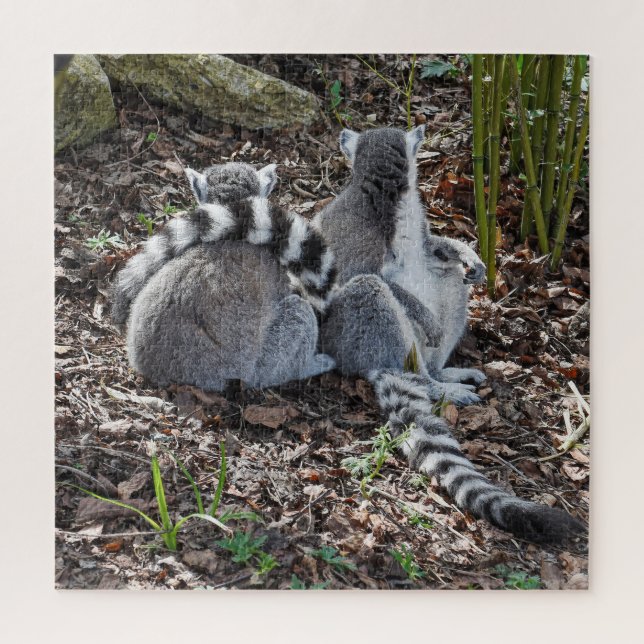 Foto Zwei Ring Taille Lemurs Snuggling Square (Vertikal)