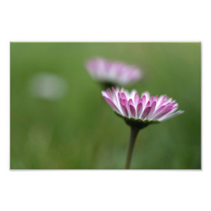 Fotoabzug Gänseblümchen Eleganz Fotodruck